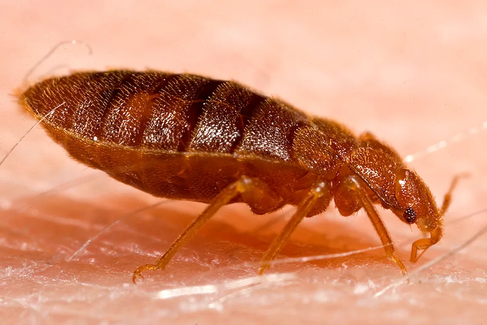 Stink bugs vs bed bugs