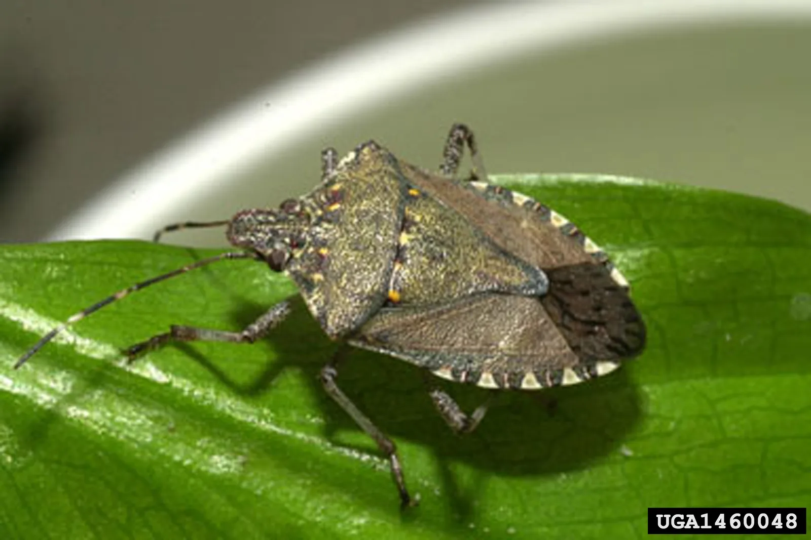 Adult brown marmorated stink bug resting on a leaf