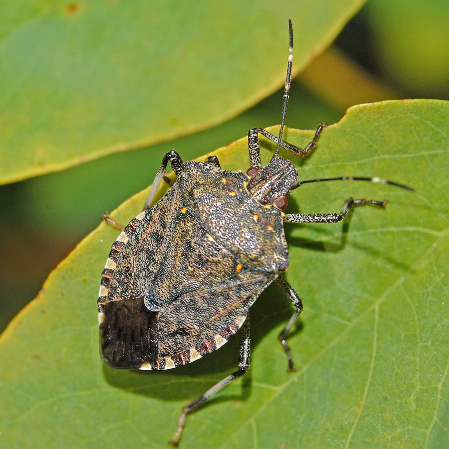How to get rid of stink bugs