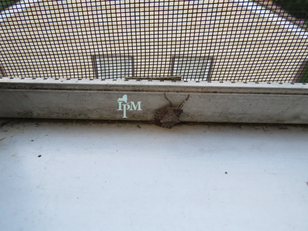 Stink bugs in the house in winter